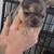 A K C Frenchie pups French bulldog 4 thumbnail