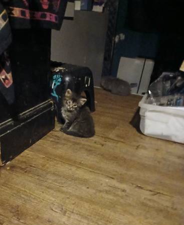 Need home for 6 kittens. Small rehoming fee (Sioux Falls)63663335154563120