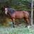 Chasing Daydreams, AQHA/APHA gentle & easy young trail gelding 20 thumbnail