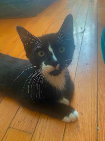 Kittens need new home (Ridgewood)63850258282113121