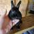 Pet Rabbits For Sale 4 thumbnail