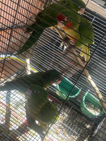 Loros parrots 1