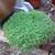 Closing Nursery low price plants Open 9-5 in Capitola 15 thumbnail