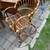 Vintage Albini style rattan scoop / egg chair A3 2 thumbnail