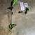 Greenwood String Trimmer 1 thumbnail