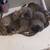 Kittens need a good home 1 thumbnail