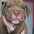 Pitbull/Bully pups 1 thumbnail