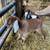 Mini Nubian MDGA Registered Dairy Goat Bucklings / Buck 5 thumbnail