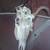 Deer skull on display stand peroxide bleached 7 thumbnail