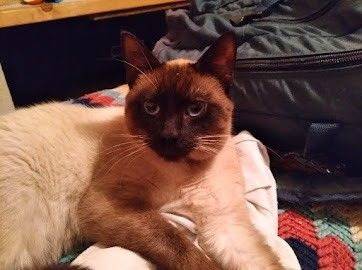 Two Siamese Cats need homes