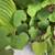 Eastern Redbud Tree Seedlings (Ceracis Canadensis) 4 thumbnail