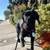 EXPERIENCED DOG HANDLERS, PAID OPPORTUNITY TO DOG FOSTER! 9 thumbnail