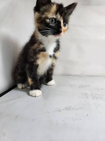 Rare Tortoiseshell 1