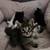 Kittens rehoming 2 thumbnail