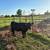 angus replacement heifers 4 thumbnail