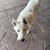 Husky 1 thumbnail