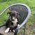 Puppy to a good home 2 thumbnail