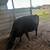 Cows for sale 3 thumbnail