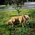 Male American Bully 4 thumbnail