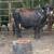 Cow calf pair 2 thumbnail