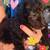 Standard poodle puppy 1 thumbnail