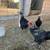 Juvenile Roosters 3 thumbnail