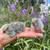 Flighted & baby parakeets 1 thumbnail