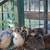 Bobwhite Quail/Hatching Eggs etc... 8 thumbnail