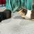 Pair of Guinea Pigs with full setup 9 thumbnail