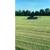 Bermuda hay 2 thumbnail