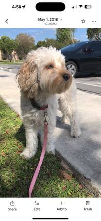 Looking for adopted dog (Tarawa Terrace)63619037297921121
