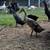 Ducks Indian Runner Ducks 1 thumbnail