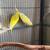 Parakeets 1 thumbnail