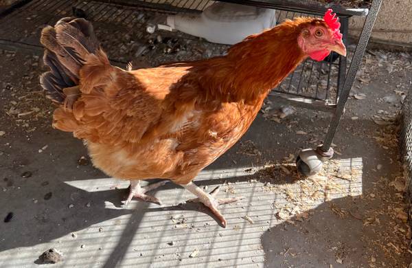 Hen 1
