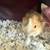 Super cute baby Abyssinian guinea pig! - $45 (Arcadia, CA) 5 thumbnail