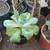 SUCCULENTS: Echeveria and other plants for sale: Large Variety $5 each 13 thumbnail