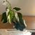Philodendron White Wizard 5 thumbnail