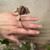 Crested Geckos 19 thumbnail