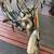 PUCH Moped, 1982 7 thumbnail