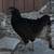 Laying Hens and Pullets 1 thumbnail