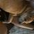 Missing dog 2 thumbnail