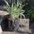 Plants - Ornamental Grass 4 thumbnail