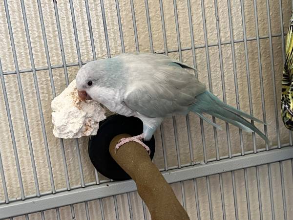 Quaker parrot 1