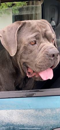 Cane corso pup 9mnth boy dog (Houston)63348370533889120