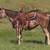 Nice Mare broke to Ride - Freckles 3 thumbnail
