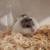 Dwarf Hamsters 7 thumbnail
