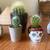 Golden barrels cactus 4 thumbnail