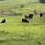 Young cows 7 thumbnail