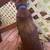 Dog foster to adopt 4 thumbnail