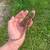 Bearded dragons 5 thumbnail